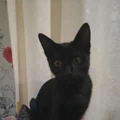 Подробнее об объявлении «Ульяновск Пропал кот» Фото: пропала кошка  «Ульяновск Пропал кот» в г. Ульяновск