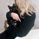 Подробнее об объявлении «Пропала кошка  Краснодар» Фото: пропала кошка  «Пропала кошка  Краснодар» в г. Краснодар
