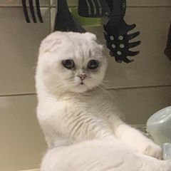 Подробнее об объявлении «Белоусово Пропала кошка помогите» Фото: пропала кошка Скоттиш фолд (шотландская вислоухая) «Белоусово Пропала кошка помогите» в г. Белоусово