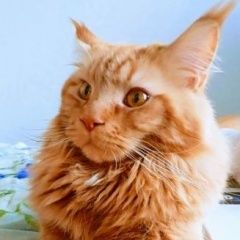 Подробнее об объявлении «Химки Пропал кот» Фото: пропала кошка Мейн-кун «Химки Пропал кот» в г. Химки