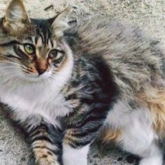 Подробнее об объявлении «Пропала кошка стерелизованная Краснодар» Фото: пропала кошка  «Пропала кошка стерелизованная Краснодар» в г. Краснодар
