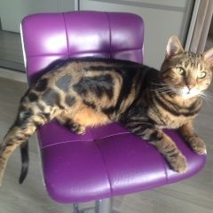 Подробнее об объявлении «Пропал кот бенгальской породы Мытищи» Фото: пропала кошка Бенгальская «Пропал кот бенгальской породы Мытищи» в г. Мытищи