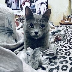 Подробнее об объявлении «Пропала кошка Санкт-Петербург» Фото: пропала кошка  «Пропала кошка Санкт-Петербург» в г. Санкт-Петербург
