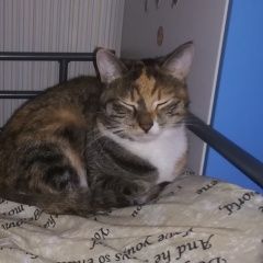 Подробнее об объявлении «Москва Пропала кошка корнейчука 52» Фото: пропала кошка  «Москва Пропала кошка корнейчука 52» в г. Москва