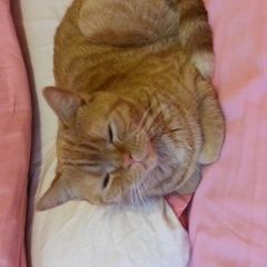 Подробнее об объявлении «Пропала кошка рыжая кошка Троицк» Фото: пропала кошка  «Пропала кошка рыжая кошка Троицк» в г. Троицк