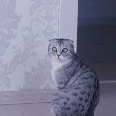 Подробнее об объявлении «Пропал котик Курган» Фото: пропала кошка  «Пропал котик Курган» в г. Курган