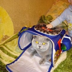 Подробнее об объявлении «Пропал кот Оренбург» Фото: пропала кошка Британская короткошерстная «Пропал кот Оренбург» в г. Оренбург