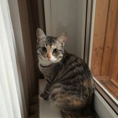 Подробнее об объявлении «Пропала кошка Набережные Челны» Фото: пропала кошка  «Пропала кошка Набережные Челны» в г. Набережные Челны