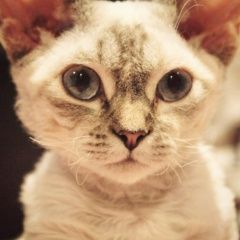 Подробнее об объявлении «Москва Пропала кошка» Фото: пропала кошка Девон-рекс «Москва Пропала кошка» в г. Москва