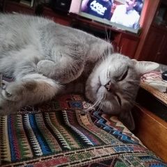 Подробнее об объявлении «Москва Пропала кошка очень срочно» Фото: пропала кошка Британская короткошерстная «Москва Пропала кошка очень срочно» в г. Москва