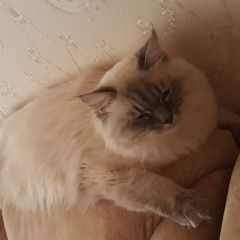 Подробнее об объявлении «Саратов Пропал кот» Фото: пропала кошка  «Саратов Пропал кот» в г. Саратов