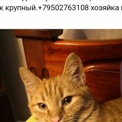 Подробнее об объявлении «Пропал кот Кемерово» Фото: пропала кошка  «Пропал кот Кемерово» в г. Кемерово