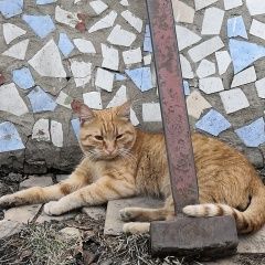 Подробнее об объявлении «Пропал кот Кемерово» Фото: пропала кошка  «Пропал кот Кемерово» в г. Кемерово