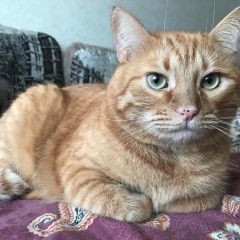 Подробнее об объявлении «Воронеж Пропал кот рыжий кот» Фото: пропала кошка  «Воронеж Пропал кот рыжий кот» в г. Воронеж