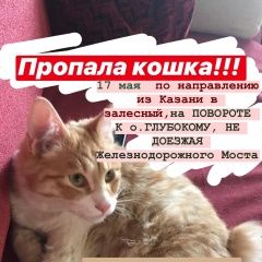 Подробнее об объявлении «Казань Пропал кот» Фото: пропала кошка  «Казань Пропал кот» в г. Казань