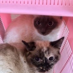 Подробнее об объявлении «Владимир Пропала кошка» Фото: пропала кошка Тайская «Владимир Пропала кошка» в г. Владимир