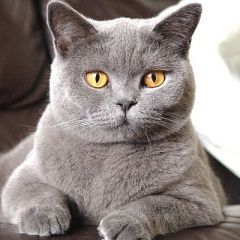 Подробнее об объявлении «Пропал кот Смоленск» Фото: пропала кошка Британская короткошерстная «Пропал кот Смоленск» в г. Смоленск