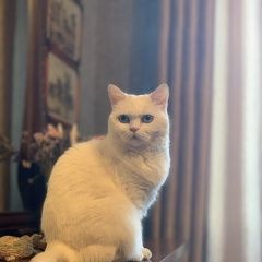 Подробнее об объявлении «Пропала кошка Ростов-на-Дону» Фото: пропала кошка  «Пропала кошка Ростов-на-Дону» в г. Ростов-на-Дону