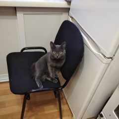 Подробнее об объявлении «Пропал кот любимец семьи Томск» Фото: пропала кошка  «Пропал кот любимец семьи Томск» в г. Томск