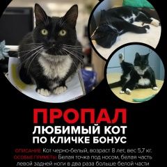 Подробнее об объявлении «Москва Пропал кот бонус» Фото: пропала кошка  «Москва Пропал кот бонус» в г. Москва