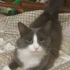 Подробнее об объявлении «Пропал кот Москва» Фото: пропала кошка  «Пропал кот Москва» в г. Москва