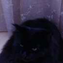 Подробнее об объявлении «Омск Пропал кот» Фото: пропала кошка  «Омск Пропал кот» в г. Омск