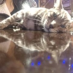 Подробнее об объявлении «Пропал кот Санкт-Петербург» Фото: пропала кошка Бенгальская «Пропал кот Санкт-Петербург» в г. Санкт-Петербург