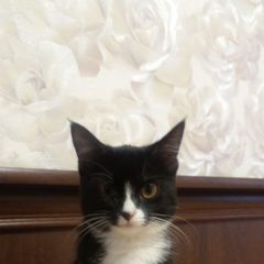 Подробнее об объявлении «Пропала кошка внимание Новосибирск» Фото: пропала кошка  «Пропала кошка внимание Новосибирск» в г. Новосибирск