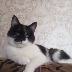 Подробнее об объявлении «Пропала кошка Самара» Фото: пропала кошка  «Пропала кошка Самара» в г. Самара
