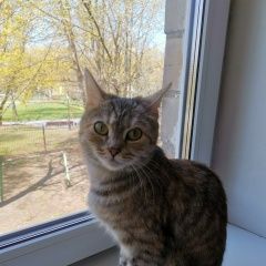 Подробнее об объявлении «Москва Пропала кошка помогите найти» Фото: пропала кошка  «Москва Пропала кошка помогите найти» в г. Москва