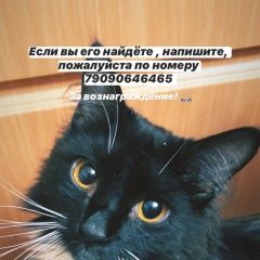 Подробнее об объявлении «Москва Пропал кот» Фото: пропала кошка  «Москва Пропал кот» в г. Москва