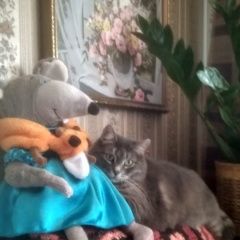 Подробнее об объявлении «Пропала кошка Реутов» Фото: пропала кошка  «Пропала кошка Реутов» в г. Реутов