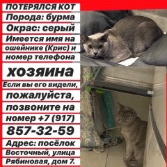 Подробнее об объявлении «Казань Пропала кошка кот серого цвета. имеет при себе» Фото: пропала кошка Бурма «Казань Пропала кошка кот серого цвета. имеет...» в г. Казань