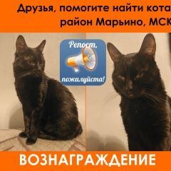 Подробнее об объявлении «Москва Пропал кот» Фото: пропала кошка  «Москва Пропал кот» в г. Москва