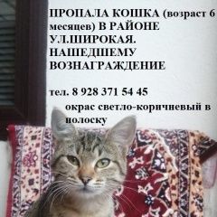 Картинка пропала кошка В городе Кисловодск запропастилась кисуля. Кисловодск