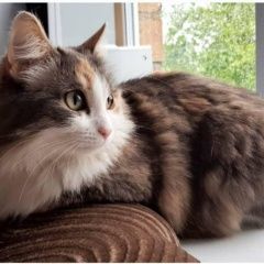 Подробнее об объявлении «Электроугли Пропала кошка» Фото: пропала кошка  «Электроугли Пропала кошка» в г. Электроугли