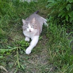 Подробнее об объявлении «Ульяновск Пропала кошка снт авиастроители» Фото: пропала кошка  «Ульяновск Пропала кошка снт авиастроители» в г. Ульяновск