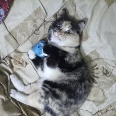 Подробнее об объявлении «Орел Пропала кошка» Фото: пропала кошка  «Орел Пропала кошка» в г. Орел