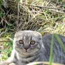 Подробнее об объявлении «Пропал кот Щербинка» Фото: пропала кошка Шотландская вислоухая «Пропал кот Щербинка» в г. Щербинка