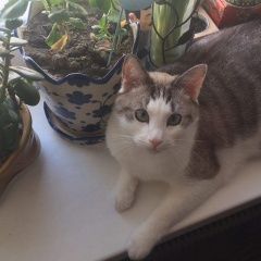 Подробнее об объявлении «Чехов Пропал кот по кличке корж» Фото: пропала кошка  «Чехов Пропал кот по кличке корж» в г. Чехов