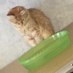 Подробнее об объявлении «Пропала кошка рыжая девочка Новороссийск» Фото: пропала кошка  «Пропала кошка рыжая девочка Новороссийск» в г. Новороссийск