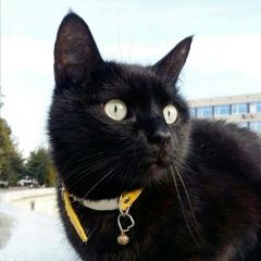Подробнее об объявлении «Пропал кот черный кот в ошейнике Анапа» Фото: пропала кошка  «Пропал кот черный кот в ошейнике Анапа» в г. Анапа