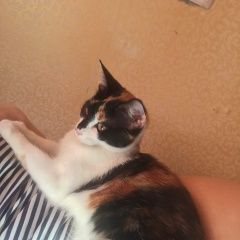Подробнее об объявлении «Пропала кошка Балашиха» Фото: пропала кошка  «Пропала кошка Балашиха» в г. Балашиха