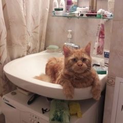 Подробнее об объявлении «Видное Пропал кот» Фото: пропала кошка Мейн-кун «Видное Пропал кот» в г. Видное