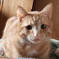 Подробнее об объявлении «Москва Пропал кот рыжий. район мгу.» Фото: пропала кошка  «Москва Пропал кот рыжий. район мгу.» в г. Москва