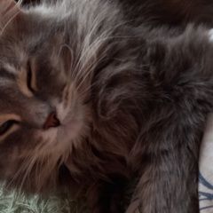 Подробнее об объявлении «Пропал кот Курган» Фото: пропала кошка  «Пропал кот Курган» в г. Курган