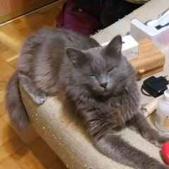 Подробнее об объявлении «Пропал кот Новороссийск» Фото: пропала кошка Русская голубая кошка «Пропал кот Новороссийск» в г. Новороссийск