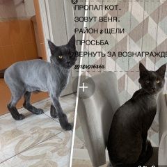 Подробнее об объявлении «Пропал кот Новороссийск» Фото: пропала кошка  «Пропал кот Новороссийск» в г. Новороссийск