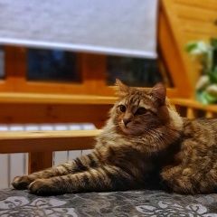 Подробнее об объявлении «Саратов Пропал кот вася» Фото: пропала кошка Сибирская «Саратов Пропал кот вася» в г. Саратов