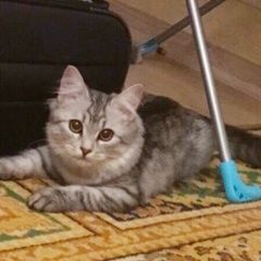 Подробнее об объявлении «Пропала кошка серая с полосками, барса Подольск» Фото: пропала кошка  «Пропала кошка серая с полосками, барса Подольск» в г. Подольск